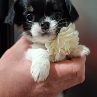 Chihuahua pelo lungo 60 giorni