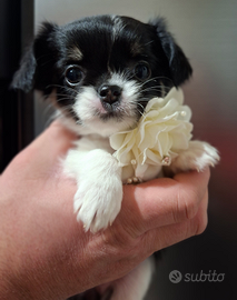 Chihuahua pelo lungo 60 giorni