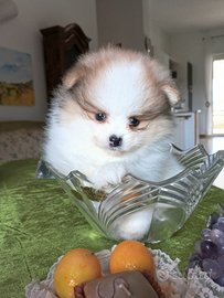 Spitz cucciola meravigliosa