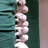 Cuccioli Pastore Maremmano