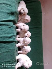 Cuccioli Pastore Maremmano