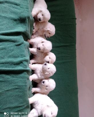 Cuccioli Pastore Maremmano