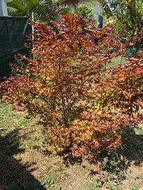 Acero giapponese albero rosso