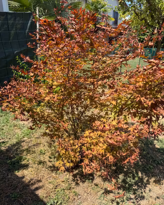 Acero giapponese albero rosso