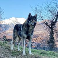 Clc per accoppiamento