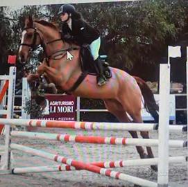 Cavallo Salto Ostacoli