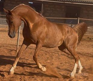 Cavallo Arabo