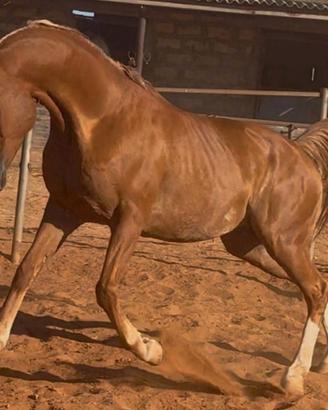 Cavallo Arabo
