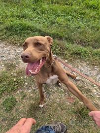 Zoro, splendido Pitbull Red Nose
