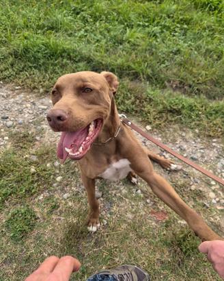 Zoro, splendido Pitbull Red Nose