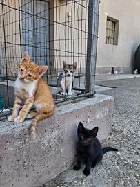Gattii