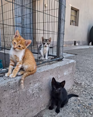 Gattii