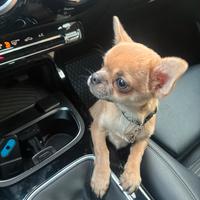 Chihuahua color crema