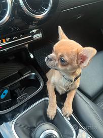 Chihuahua color crema