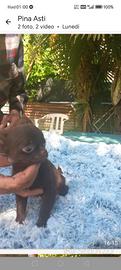 Chihuahua incrocio