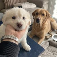 Cucciolo femmina due mesi