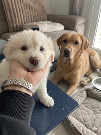 Cucciolo femmina due mesi