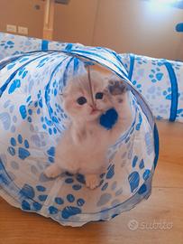Scottish fold blu golden
