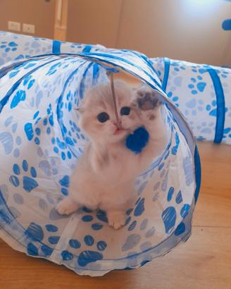 Scottish fold blu golden
