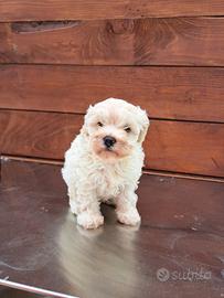 Maltipoo albicocca
