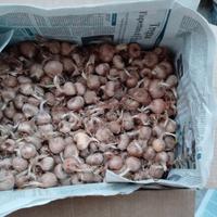 Bulbi di zafferano alta produzione 