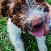 Cucciolo di lagotto