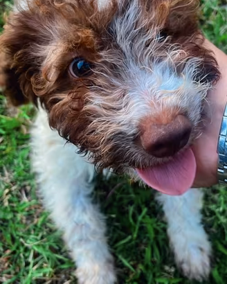 Cucciolo di lagotto
