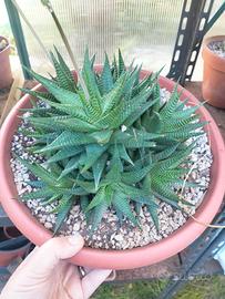 pianta