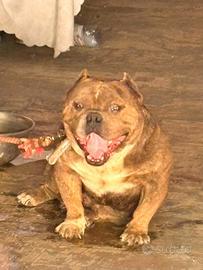 American bully