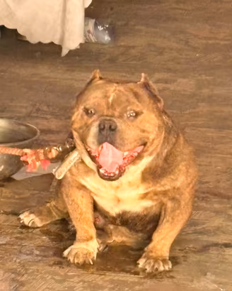 American bully