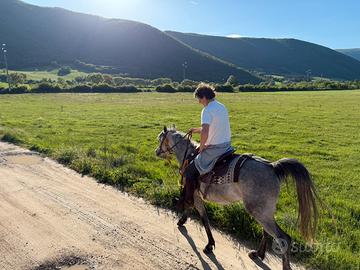 Cavallo arabo