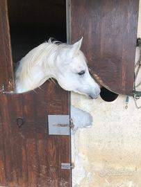 Cavallo arabo