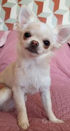 Chihuahua femmina 5 mesi