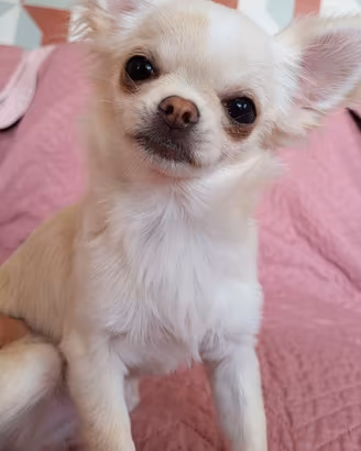 Chihuahua femmina 5 mesi