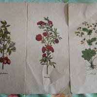 Set di 3 stampe botaniche antiche, di fiori e pian