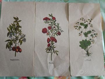 Set di 3 stampe botaniche antiche, di fiori e pian