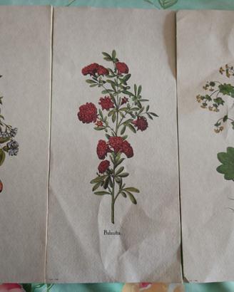 Set di 3 stampe botaniche antiche, di fiori e pian
