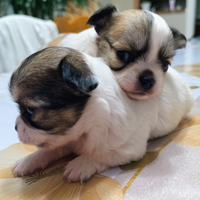 Chihuahua a pelo lungo