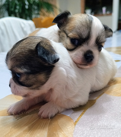 Chihuahua a pelo lungo