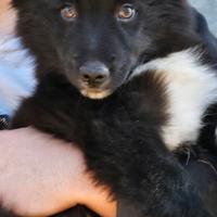 Cucciola border collie dolcissima