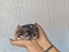 Immagine 3