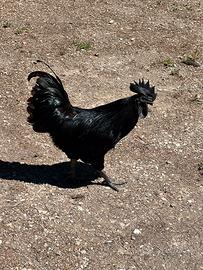 Galline cemani