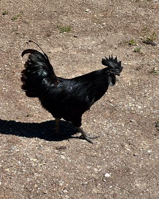 Galline cemani