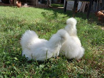 Galline razza Moroseta (varie colorazioni)