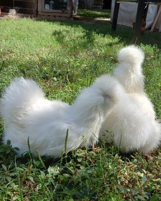 Galline razza Moroseta (varie colorazioni)
