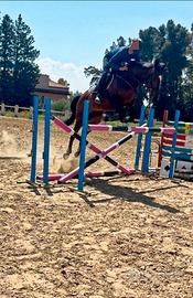 Cavallo da salto