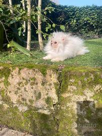 Spitz di Pomerania mini