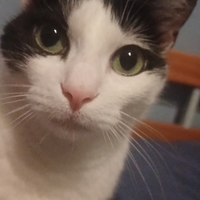 Cami Husky Siberiano puro