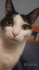 Cami Husky Siberiano puro