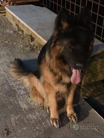 Femmina di pastore tedesco